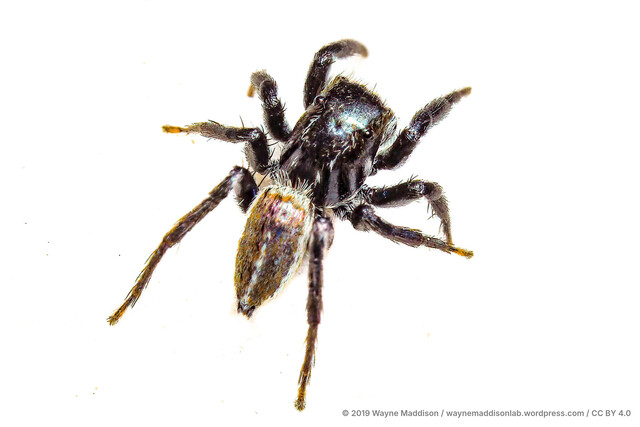 Phlegra sp. "Glossy" • © Wayne Maddison • CC BY 4.0 ♂ Adult Habitus Dorsal