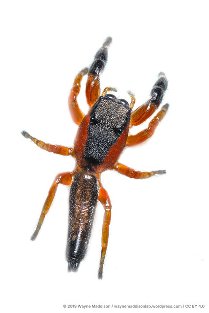Piranthus api • © Wayne Maddison • CC BY 4.0 ♀ Adult Habitus Dorsal