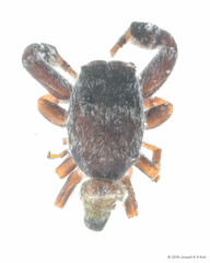 Piranthus mandai Maddison, 2020