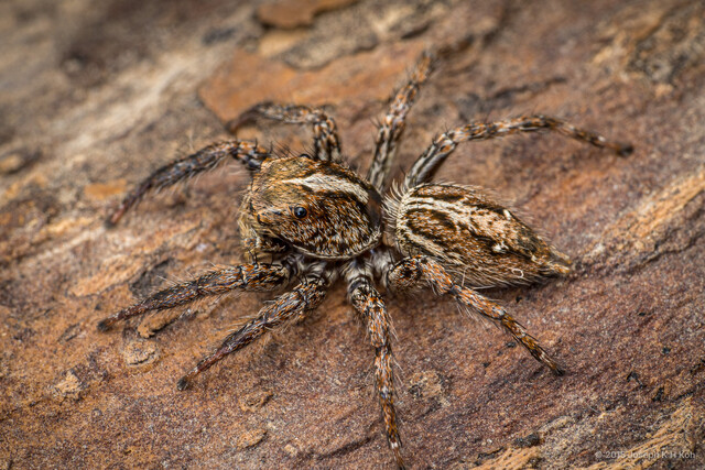 Plexippus paykulli • © Joseph K H Koh • All Rights Reserved ♂ Adult Habitus Dorsal