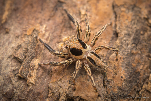 Plexippus petersi • © Joseph K H Koh • All Rights Reserved ♂ Adult Habitus Dorsal