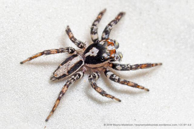 Plexippus setipes • © Wayne Maddison • CC BY 4.0 ♂ Adult Habitus Dorsal