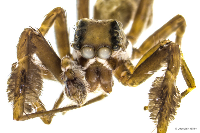 Portia albimana • © Joseph K H Koh • All Rights Reserved ♂ Adult Prosoma Dorsal Eyes