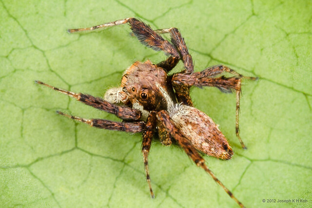 Portia crassipalpis • © Joseph K H Koh • All Rights Reserved ♂ Adult Habitus Dorsal