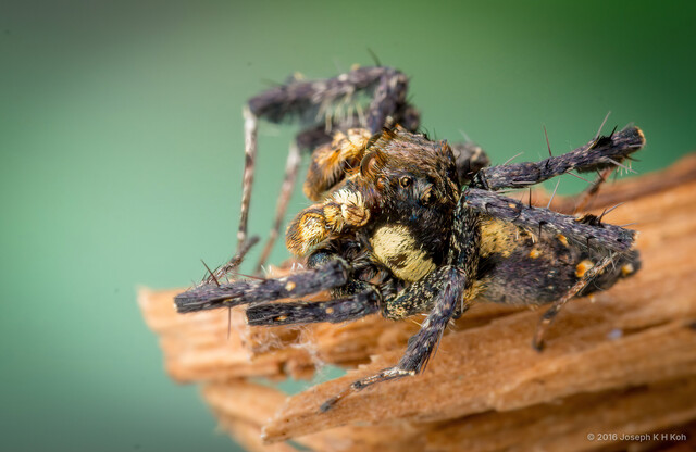Portia fimbriata • © Joseph K H Koh • All Rights Reserved ♂ Adult Habitus Dorsal