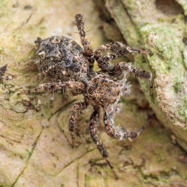 Portia labiata • © Nicky Bay • All Rights Reserved ♀ Adult Habitus Dorsal