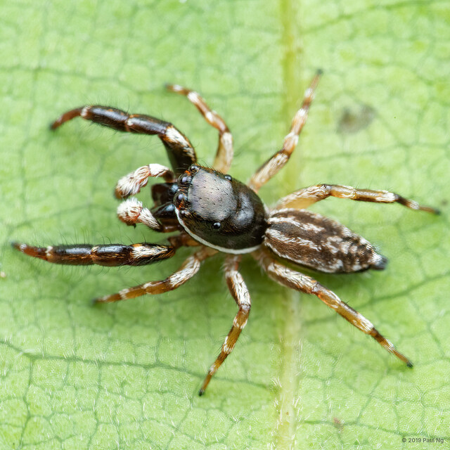Psenuc sp. "Mangrove Painted Braille" • © Paul Ng • All Rights Reserved ♂ Adult Habitus Dorsal