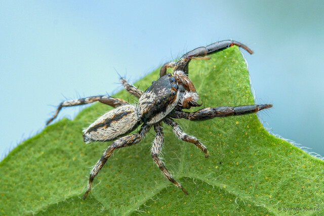Psenuc nuclearis • © Mok Youn Fai • All Rights Reserved ♂ Adult Habitus Dorsal