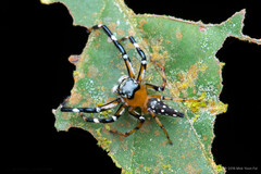 Pseudamycus albomaculatus (van Hasselt, 1882)
