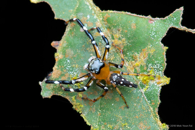 Pseudamycus albomaculatus • © Mok Youn Fai • All Rights Reserved ♂ Adult Habitus Dorsal