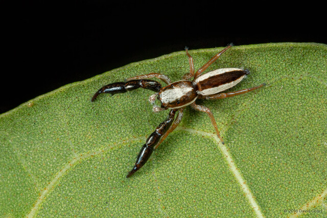 Pseudicius decemnotatus • © David Court • All Rights Reserved ♂ Adult Habitus Dorsal