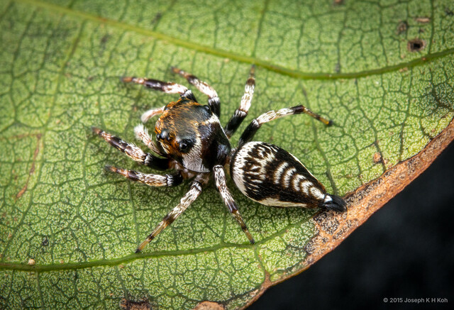 Ptocasius weyersi • © Joseph K H Koh • All Rights Reserved ♀ Adult Habitus Dorsal