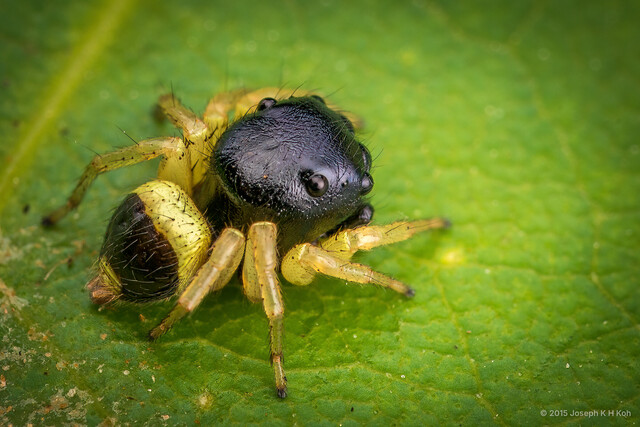 Pystira ephippigera • © Joseph K H Koh • All Rights Reserved ♂ Adult Habitus Dorsal