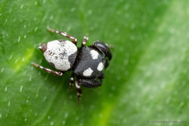 Rhene sp. "Domino Flat-headed" • © Chris Ang • All Rights Reserved ♂ Adult Habitus Dorsal