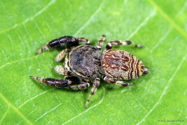 Rhene sp. "Double-wavy" • © Joseph K H Koh • All Rights Reserved ♀ Adult Habitus Dorsal