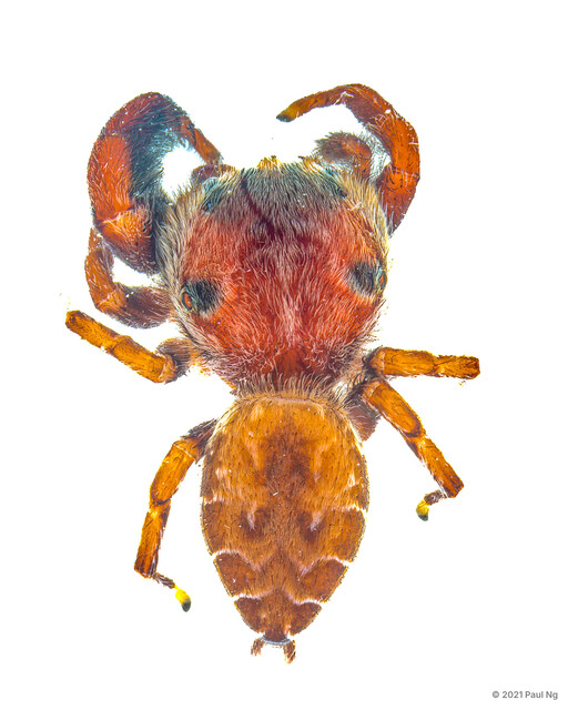 Rhene sp. "Round-headed" • © Paul Ng • All Rights Reserved ♂ Adult Habitus Dorsal