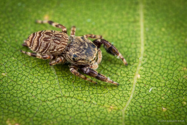 Rhene sp. "Wavy" • © Joseph K H Koh • All Rights Reserved ♀ Adult Habitus Dorsal
