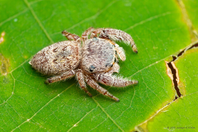 Rhene sp. "White Flat-headed" • © Joseph K H Koh • All Rights Reserved ♀ Adult Habitus Dorsal