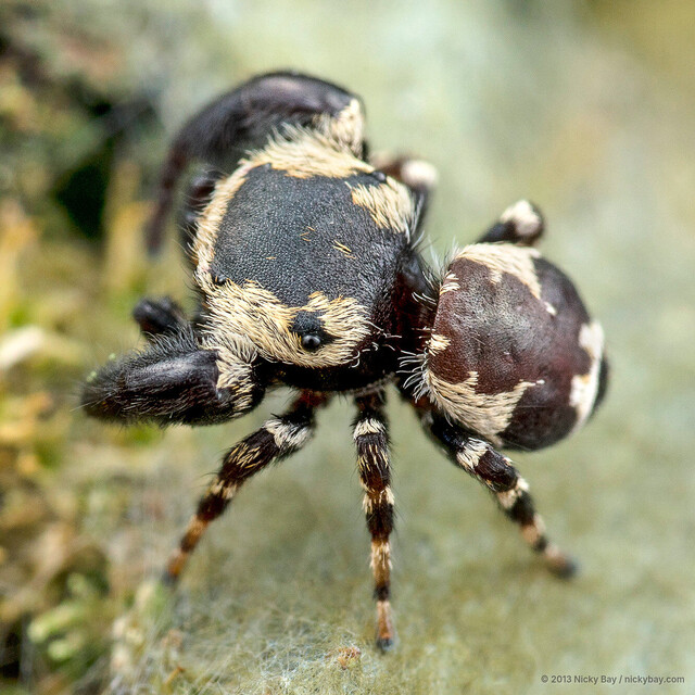 Rhene flavigera • © Nicky Bay • All Rights Reserved ♂ Adult Habitus Dorsal