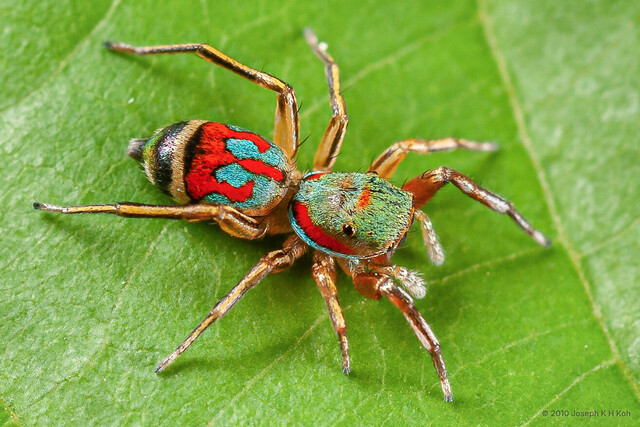Siler semiglaucus • © Joseph K H Koh • All Rights Reserved ♀ Adult Habitus Dorsal