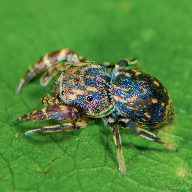 Simaetha sp. "Turquoise Beetle Mimic" • © Joseph K H Koh • All Rights Reserved ♂ Adult Habitus Dorsal