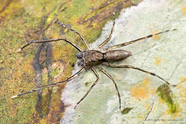 Spartaeus spinimanus • © Nicky Bay • All Rights Reserved ♂ Adult Habitus Dorsal