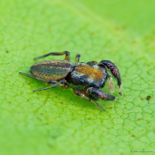 Stergusa sp. "Kaleidoscope Bug" • © Joseph K H Koh • All Rights Reserved ♂ Adult Habitus Dorsal