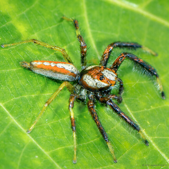 Telamonia sp. "Bleeding Mango" • © Joseph K H Koh • All Rights Reserved ♂ Adult Habitus Dorsal