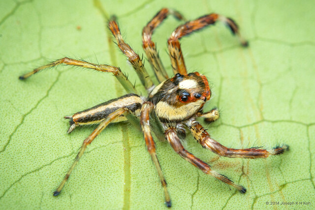 Telamonia dimidiata • © Joseph K H Koh • All Rights Reserved ♂ Adult Habitus Dorsal