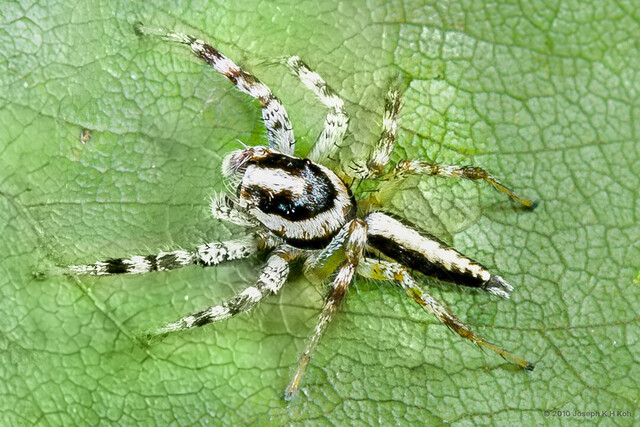 Telamonia festiva • © Joseph K H Koh • All Rights Reserved ♂ Adult Habitus Dorsal