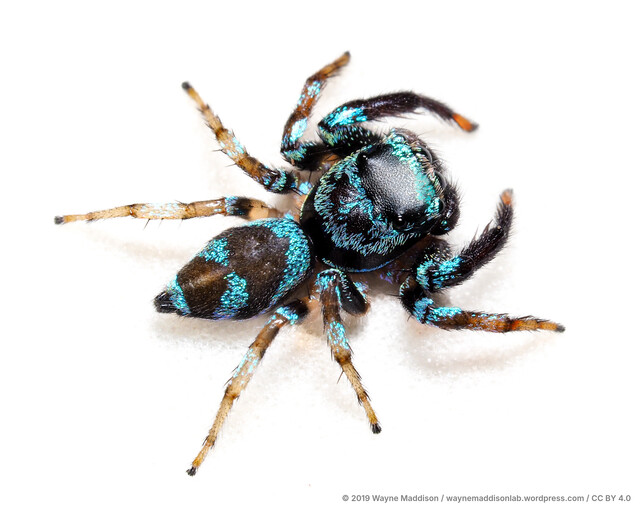Thiania sp. "Blue-and-black" • © Wayne Maddison • CC BY 4.0 ♂ Adult Habitus Dorsal