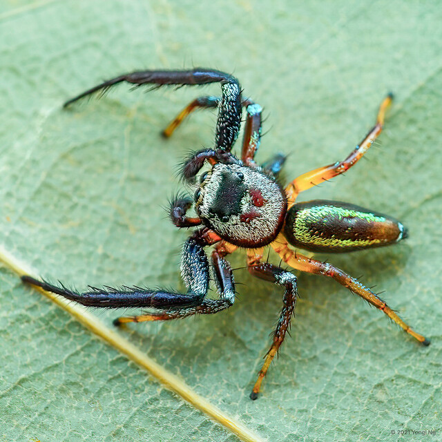 Thiania sp. "U-Pin" • © Yongi Ng • All Rights Reserved ♂ Adult Habitus Dorsal