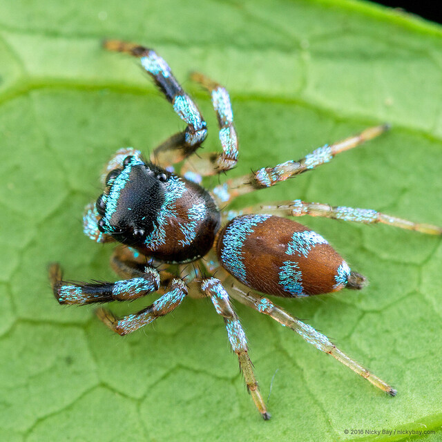 Thiania bhamoensis • © Nicky Bay • All Rights Reserved ♂ Adult Habitus Dorsal