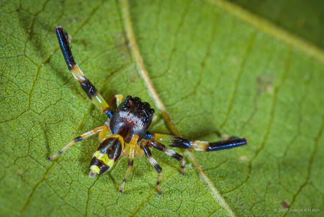 Thiania latefasciata • © Joseph K H Koh • All Rights Reserved ♂ Adult Habitus Dorsal