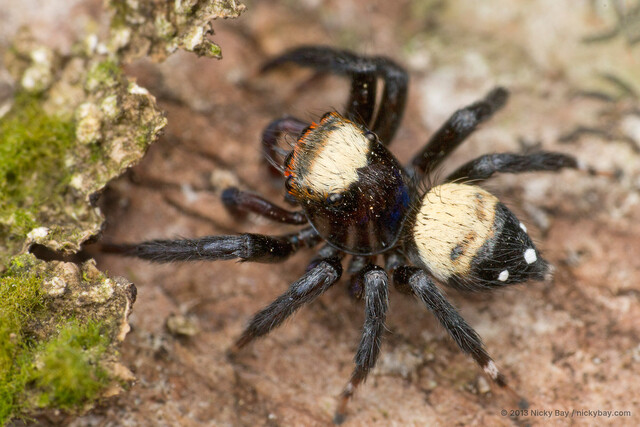 Thorelliola ensifera • © Nicky Bay • All Rights Reserved ♂ Adult Habitus Dorsal