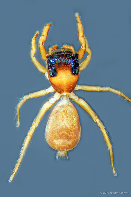 Tisaniba sp. "Tiny Shiny Litter" • © Joseph K H Koh • All Rights Reserved ♀ Adult Habitus Dorsal