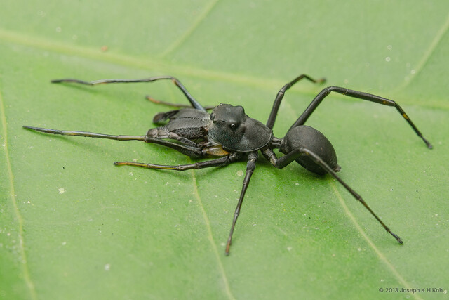 Toxeus maxillosus • © Joseph K H Koh • All Rights Reserved ♂ Adult Habitus Dorsal