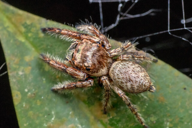 Vailimia sp. "Mottled Coppery" • © Nicky Bay • All Rights Reserved ♂ Adult Habitus Dorsal