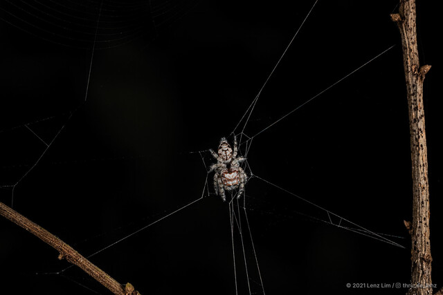 Vailimia sp. "Sleeping Beauty" • © Lenz Lim • All Rights Reserved ♀ Adult Habitus Dorsal Web