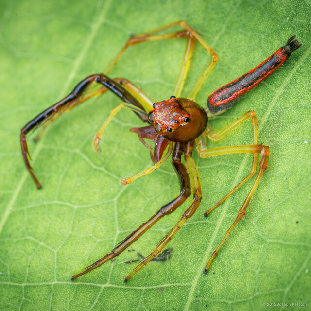 Viciria pavesii • © Joseph K H Koh • All Rights Reserved ♂ Adult Habitus Dorsal