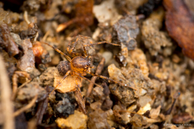 Scytodidae sp. "Common Leaf Litter" • © Joseph K H Koh • All Rights Reserved ♀ Adult Habitus Dorsal