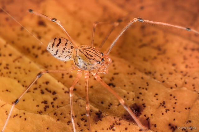 Dictis sp. "Black-eyed" • © Paul Ng • All Rights Reserved ♂ Adult Habitus Dorsal