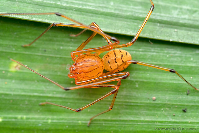 Dictis sp. "Common Scrub" • © Chris Ang • All Rights Reserved ♂ Adult Habitus Dorsal