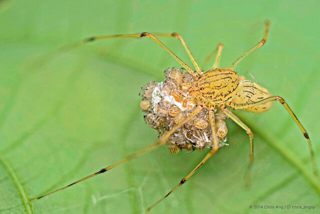 Scytodes sp. "Black Pepper" • © Chris Ang • All Rights Reserved ♀ Adult Habitus Dorsal Spiderlings