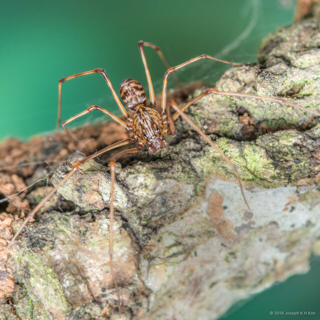 Scytodes fusca • © Joseph K H Koh • All Rights Reserved ♂ Adult Habitus Dorsal
