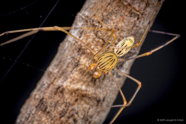 Scytodes pallida • © Joseph K H Koh • All Rights Reserved ♂ Adult Habitus Dorsal