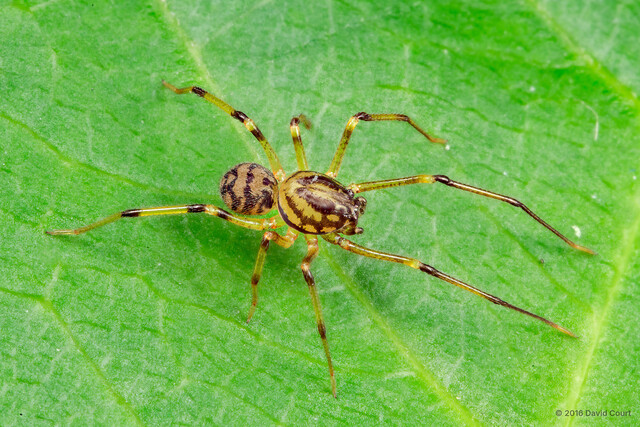 Scytodes venusta • © David Court • All Rights Reserved Juvenile Habitus Dorsal