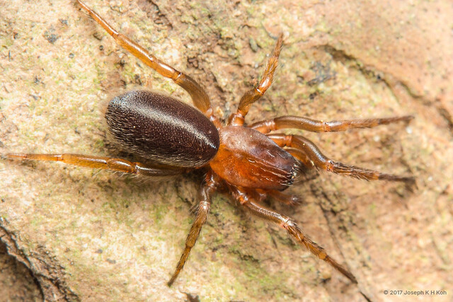 Ariadna sp. "Singapore Tube Web" • © Joseph K H Koh • All Rights Reserved ♀ Adult Habitus Dorsal