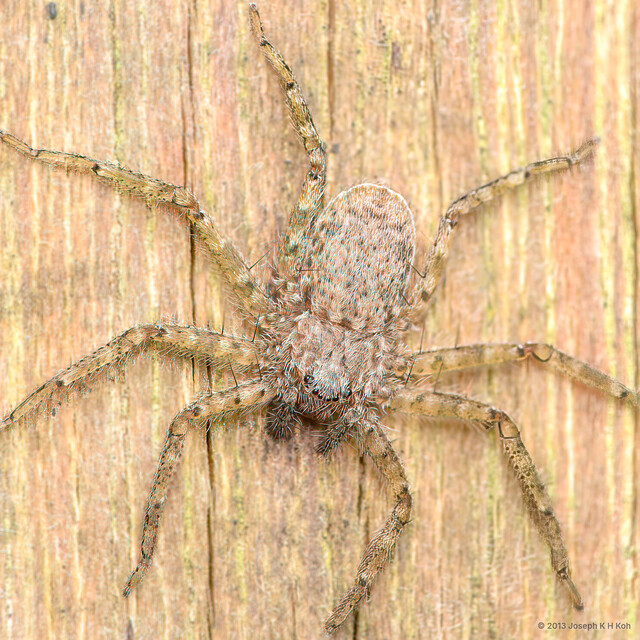 Siamspinops sp. "Singapore Flattie" • © Joseph K H Koh • All Rights Reserved ♀ Adult Habitus Dorsal