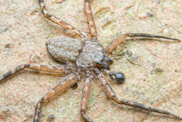 Siamspinops sp. "Singapore Flattie" • © Marcus Ng • All Rights Reserved ♂ Adult Habitus Dorsal